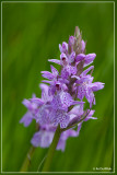 Gevlekte orchis - Dactylorhiza maculata subsp. maculata 