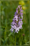 Gevlekte orchis - Dactylorhiza maculata subsp. maculata