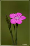 Steenanjer - Dianthus deltoides