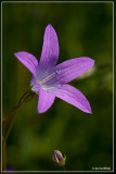 Weideklokje - Campanula patula