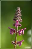 Bosandoorn - Stachys sylvatica