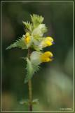 Grote ratelaar - Rhinanthus angustifolius