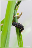 Grote Glimworm - Lampyris noctiluca