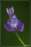 Gewone vleugeltjesbloem - Polygala vulgaris