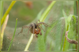 Gewone doolhofspin - Agelena labyrinthica