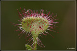 Ronde zonnedauw - Drosera rotundifolia