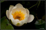 Witte waterlelie - Nymphaea alba