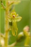 Grote keverorchis - Neottia ovata of Listera ovata