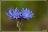 Korenbloem - Centaurea cyanus