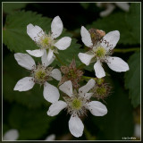 Gewone braam - Rubus fruticosus