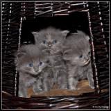Kittens 24 days old - Framed