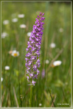 Grote muggenorchis - Gymnadenia conopsea