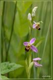 Bijenorchis - Ophrys apifera