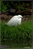 Kleine zilverreiger - Egretta garzetta