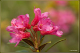 Roestbladig alpenroosje - Rhododendron ferrugineum