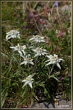 Edelweiss - Leontopodium alpinum