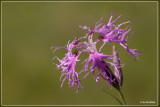 Prachtanjer - Dianthus superbus