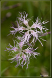 Prachtanjer - Dianthus superbus