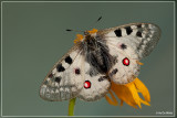 Apollovlinder - Parnassius apollo