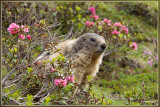 Alpenmarmot - Marmota marmota