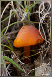 Zwartwordende wasplaat - Hygrocybe conica