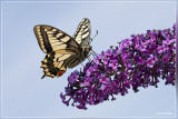 Koninginnepage - Papilio machao