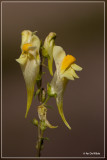 Vlasbekje - Linaria vulgaris