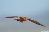 Lesser Kestrel