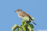 Common Whitethroat