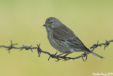 European Linnet