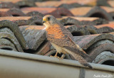 Lesser kestrel female - Ringed on 16/07/2010 at Montescaglioso (Matera- Italy)