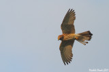 Lesser kestrel