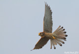 Lesser kestrel