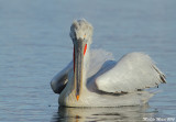 Dalmatian Pelican