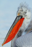 Dalmatian Pelican