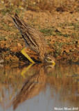 Stone curlew