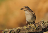 Spotted Flycatcher