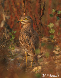 Stone Curlew