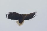 zeearend drontermeer 16-03-2011.jpg