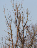 zeearend ketel 19-03-2011.jpg