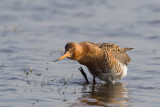 grutto 22-03-2011 uitkerkse polder 2.jpg