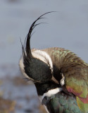 kievit 22-03-2011 uitkerkse polder 2.jpg