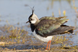 kievit 22-03-2011 uitkerkse polder 3.jpg
