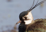 kievit 22-03-2011 uitkerkse polder 4.jpg