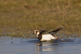 kievit uitkerkese polder 22-03-2011.jpg
