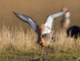 grutto paring 24-03-2011 uitkerkse polder 16.jpg