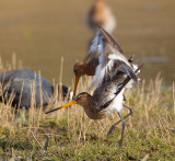 grutto paring 24-03-2011 uitkerkse polder 14.jpg