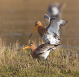 grutto paring 24-03-2011 uitkerkse polder 13.jpg