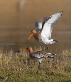 grutto paring 24-03-2011 uitkerkse polder 11.jpg