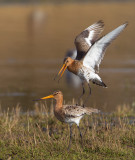 grutto paring 24-03-2011 uitkerkse polder 10.jpg